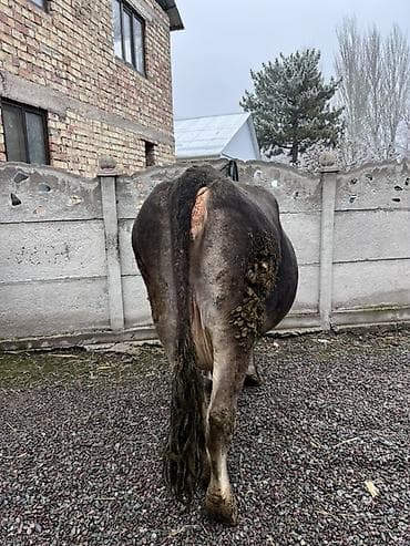 Продам с/х животных: Продаю | Корова (самка) | Алатауская | Для молока — 4