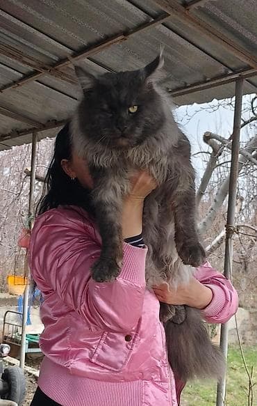 в связи с переездом отдам попугая жако в добрые руки: Вязка: Мейн-кун, Мальчик, 2 года, С документами, С прививками — 3