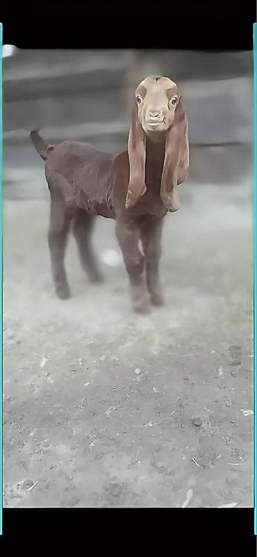 Продаю | Козлёнок | Камори