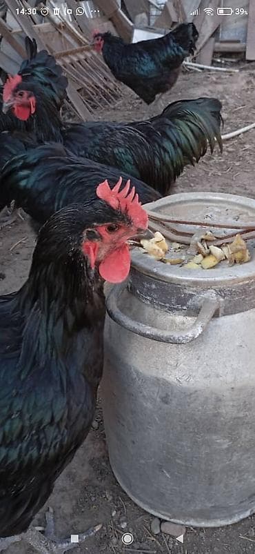 ящик для цыплят: Продаю инкубационные яйца породы Джерсийский гигант — 4