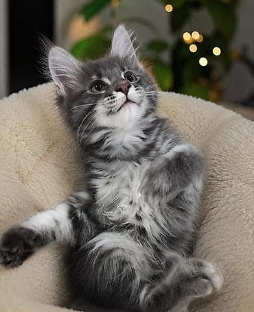 scottish fold: Продаю породистых котят Мейн Кун. Мальчик и девочка 2 месяца. Приучены — 1