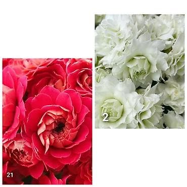 деткие: В продаже детки гибридных сортов каланхоэ по 150 с Бишкек ‼️ — 8