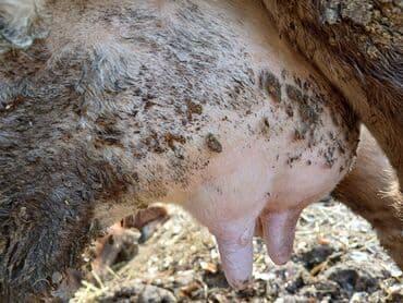 продам козу дойную: Продаю | Корова (самка) | Для молока | Стельные — 3