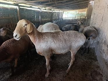 продам пони: Продаю | Овца (самка) | Для разведения | Племенные — 2