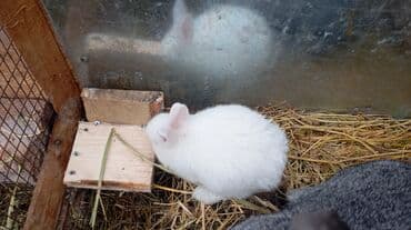 кролики фландр: Продаю | Крольчата | Фландр | Для разведения | Племенные — 3