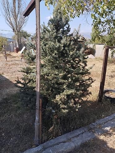Ель голубая (Picea pungens, голубая ель) для пересадки. -
