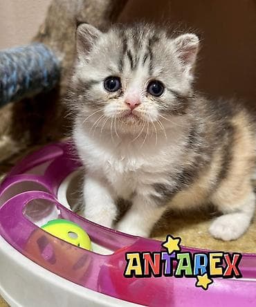 сколько стоит скоттиш фолд: Чистопородные шотландские короткошерстные котята от красивой привозной — 4