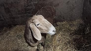 коза: Продаю | Овца (самка), Ягненок, Баран (самец) | На забой, Для разведения — 2