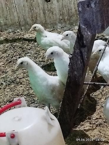 купить уток: Продаю цыплят. Леггорн и Хайлайн Соня Грей. КУРОЧКИ — 1