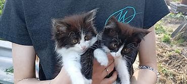Отдам даром котят в хорошие добрые руки. Кошечки девочки.2 месяца at lalafo.kg Отдам даром котят в хорошие добрые руки. Кошечки девочки.2 месяца