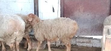 животные собаки: Продаю | Овца (самка) | Для разведения — 7