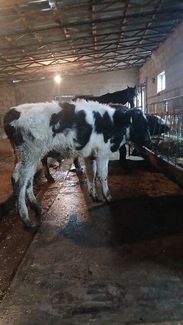 корм для форель: Продаю | Музоо, торпок | Полукровка | Для разведения — 4