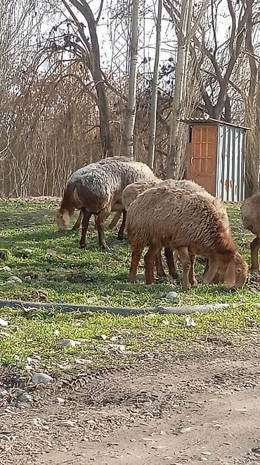 шерсть меринос: Продаю | Овца (самка) | Полукровка | Для разведения — 2