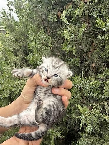 бурма кошка: Британский Котёнок с серебристо-чёрным мраморным окрасом (tabby) — 3