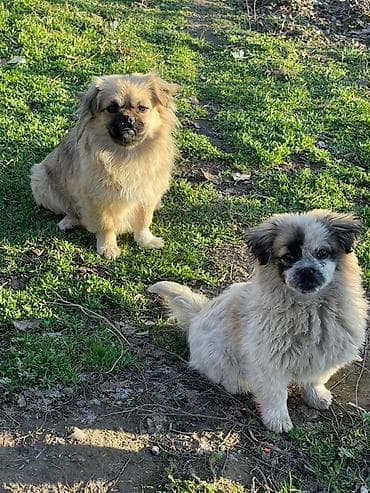 белая кошка: Пекинес Мама и дочка Щенки декоративной породы (малый формат) - — 1