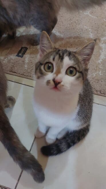 домашние кошки: Кошка даром: Беспородная, 3 месяца, Девочка, Приучена к лотку — 2