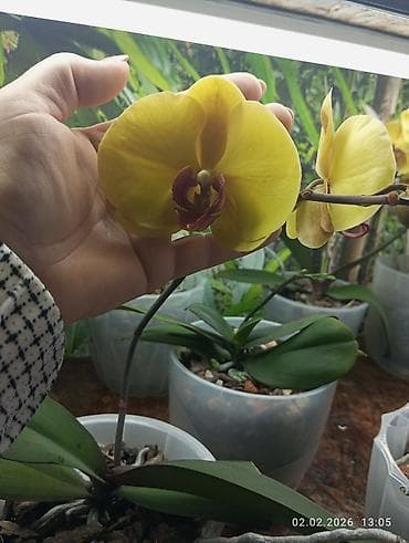 Лимоны: Орхидеи фаленопсис желтый. Без горшка и без грунта.В наличии 3шт. - — 2