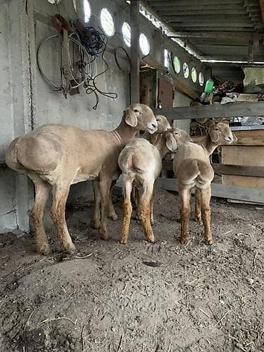 баран купить бишкек: Продаю | Ягненок | На забой | Племенные — 8