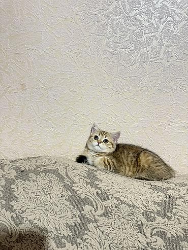 белый шотландский котенок: Скотиш Страйт (Шотландская прямоухая), 2 месяца, Девочка, Приучена к лотку — 1