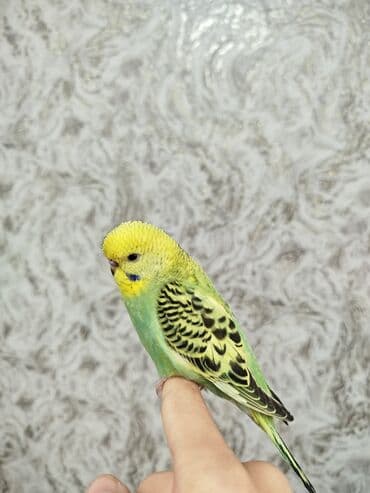 Ассаламу Алейкум туугандар Папугай даяр пара 🦜 сатылат! Колго at lalafo.kg Ассаламу Алейкум туугандар Папугай даяр пара 🦜 сатылат! Колго