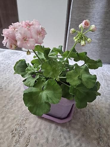продаю фотозону: Пеларгония (герань) в горшке — крупные шапки насыщенно‑розовых и алых — 8