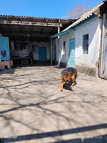 купить овчарку щенка: Немецкая овчарка - Порода: немецкая овчарка (чёрно-рыжий окрас — 4