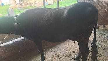 жаны уйлор: Сатам | Уй (ургаачы) | Көбөйтүү үчүн | Байланган — 3