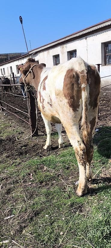 Животные: Продаю | Тёлка | Айрширская — 6