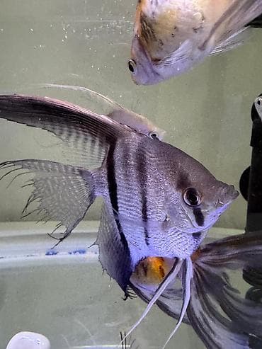 клариевый сом: Скалярия (Pterophyllum), классическая полосатая форма. - Окрас — 2