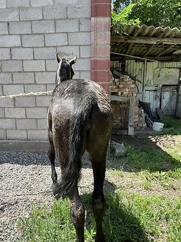 Үй жаныбарлары: Сатам | Тай | Жумушка — 4