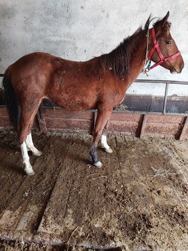 отдам охотничью собаку в хорошие руки: Продаю | Жеребенок | Для разведения — 3