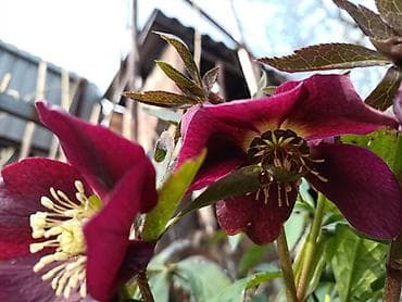 различные цветы: Продаю цветы. голантусы ( подснежники) 500сом. Морозник по 700сом — 5