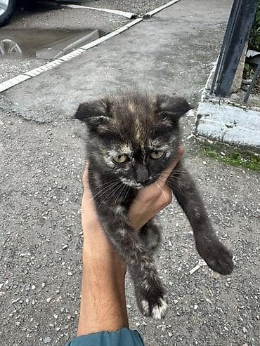 Мышыктар: Котёнок с черепаховым окрасом (дымчато‑чёрный с бежевыми подпалинами) — 1
