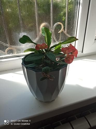 Дом и сад: Комнатные растения в горшках 1) Молочай Миля (Euphorbia milii — 5