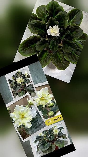 Предлагаю сортовые фиалочки(300-350сом).В наличии также детки сортовых — 7