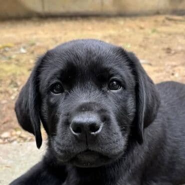 хочу купить щенка немецкой овчарки: Лабрадор-ретривер, 1 месяц, Самец, С родословной — 8