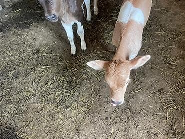 продаю пластиковые ящики: Продаю | Музоо, торпок | На откорм — 7