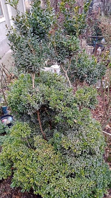 купить гибискус: Гибискус сирийский (Hibiscus syriacus) с крупными белыми цветками и — 4