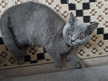 Британская короткошёрстная, 2 месяца, Девочка, Серый, Приучена к лотку