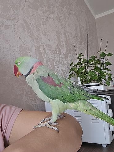 попугай крупный: Александрийский ожереловый попугай (Psittacula eupatria). - — 4