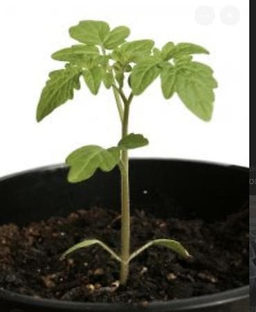 дуги для парников: Рассада Самовывоз, Платная доставка — 3