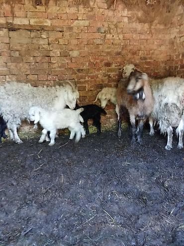 грызуны домашние: Продаю | Коза (самка) | Для разведения — 1