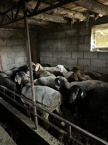 продается кашара: Продаю | Овца (самка), Баран (самец) | Для разведения | Кастрированные, Матка, Ярка — 3