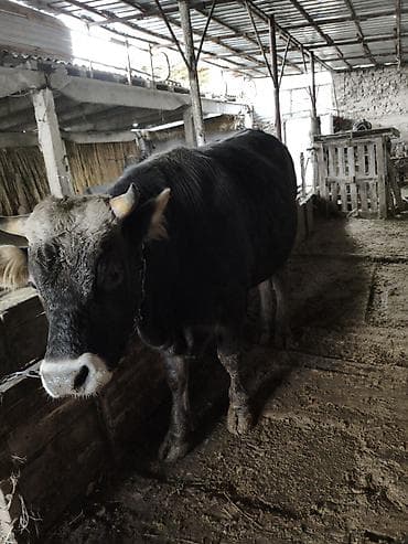 уй сотилади ош: Продаю | Бык (самец) — 1