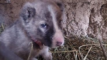 Отдам даром собаку: Алабай, 1 месяц, Самец — 8