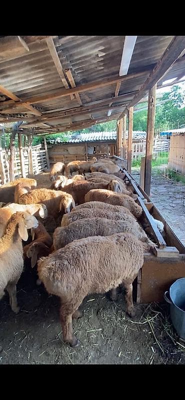 ечки кой: Продаю | Баран (самец) | Арашан | На забой, Для разведения — 2