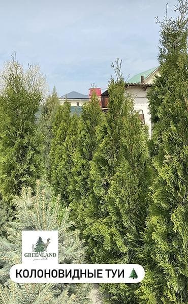 семена елки: Продаются декоративные хвойные растения 🌿🌲 -туи от 100 до 300см -ели — 2