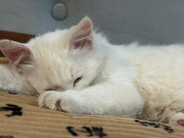 вислоухая кошка сколько стоит: Ангорская, 5 месяцев, Девочка, Белый, Приучена к лотку — 1