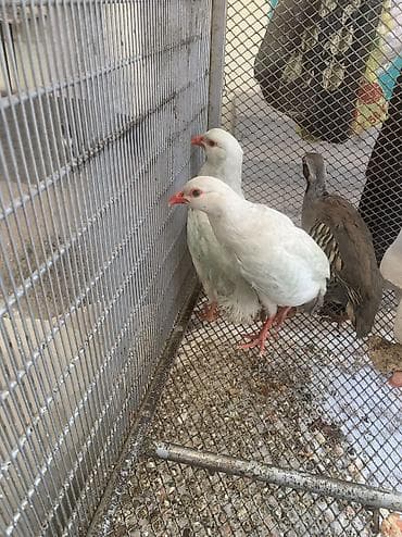 Товары и оборудование для с/х животных: Продаются птицы — кеклики (Chukar partridge). Описание: - Вид: кеклик — 5