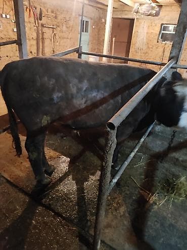 продаю жеребца: Продаю | Бык (самец) | На откорм | Привязанные — 3